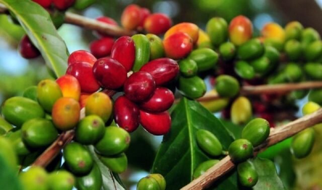 Kopi Liberika