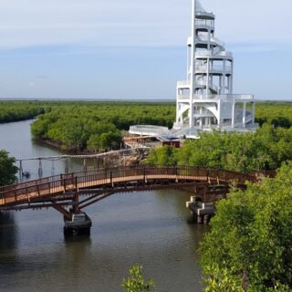 Wisata Hutan Mangrove Kota Langsa