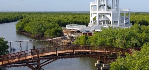 Wisata Hutan Mangrove Kota Langsa