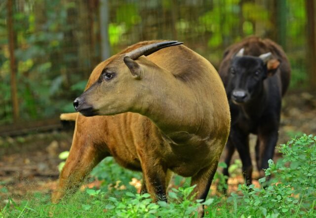 10 Hewan Endemik Khas Pulau Sulawesi Yang Unik Kata Omed