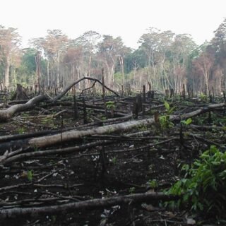 Cara Menanggulangi Kerusakan Hutan