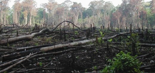 Cara Menanggulangi Kerusakan Hutan
