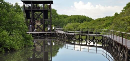 Daftar Hutan Mangrove di Indonesia