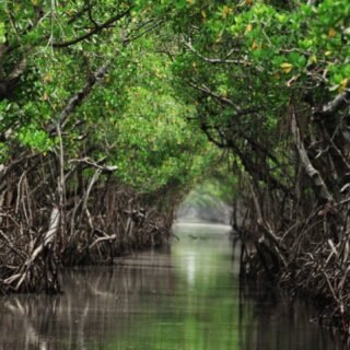 Fungsi Hutan Mangrove