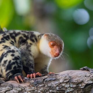 Hewan Khas Papua yang hampir punah