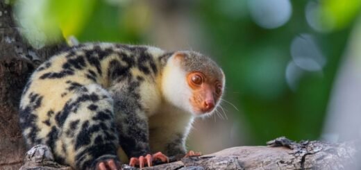 Hewan Khas Papua yang hampir punah