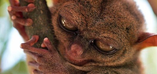 Hewan Khas Pulau Sulawesi