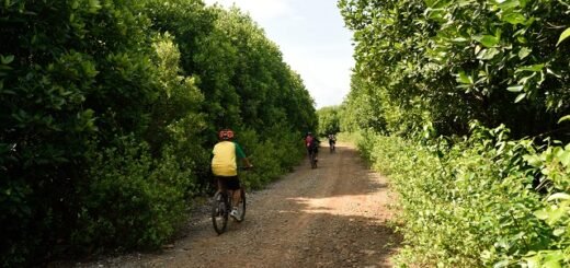Mangrove Muara Gembong