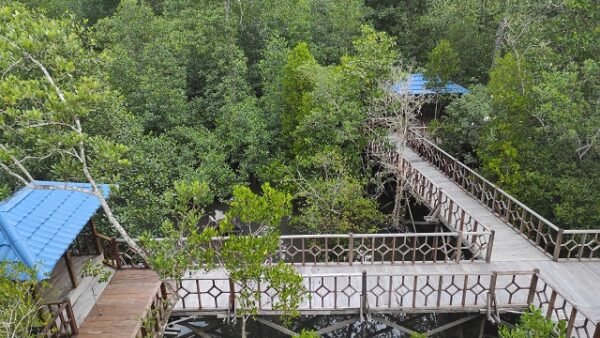 Taman Wisata Mangrove Klawalu Sorong