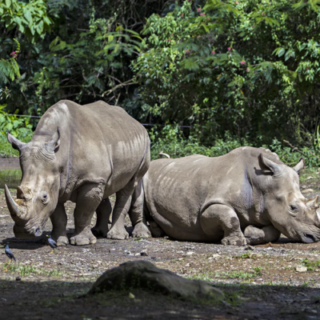 badak jawa terancam punah