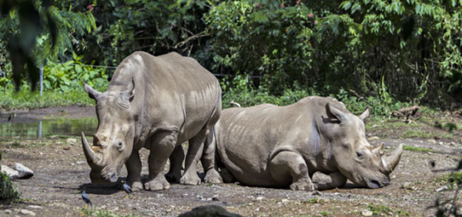 badak jawa terancam punah