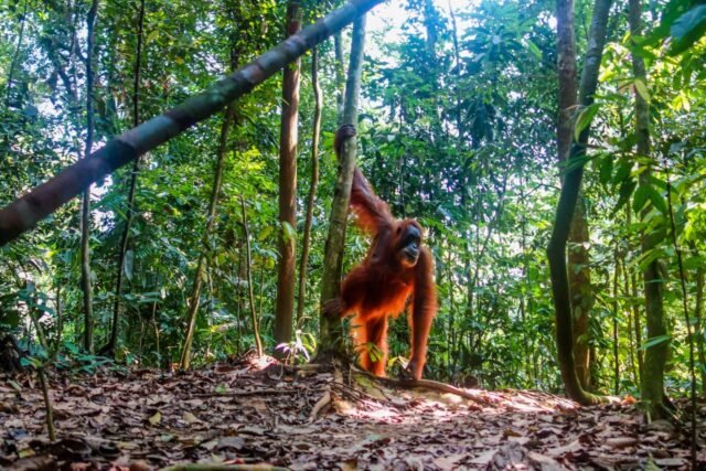 Daftar Hutan Lindung di Indonesia