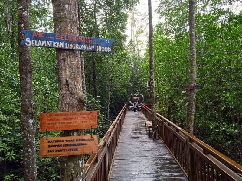 Ekowisata Mangrove Pomako di Papua