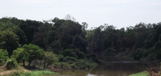 Hutan Lindung di Indonesia
