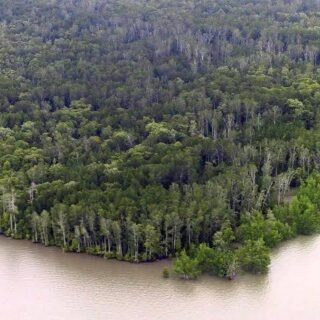 Hutan Mangrove Kaimana