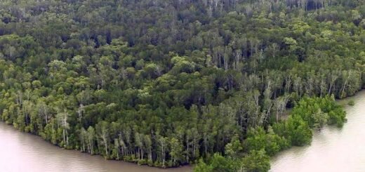Hutan Mangrove Kaimana