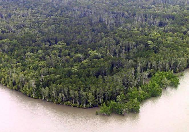 Hutan Mangrove Kaimana