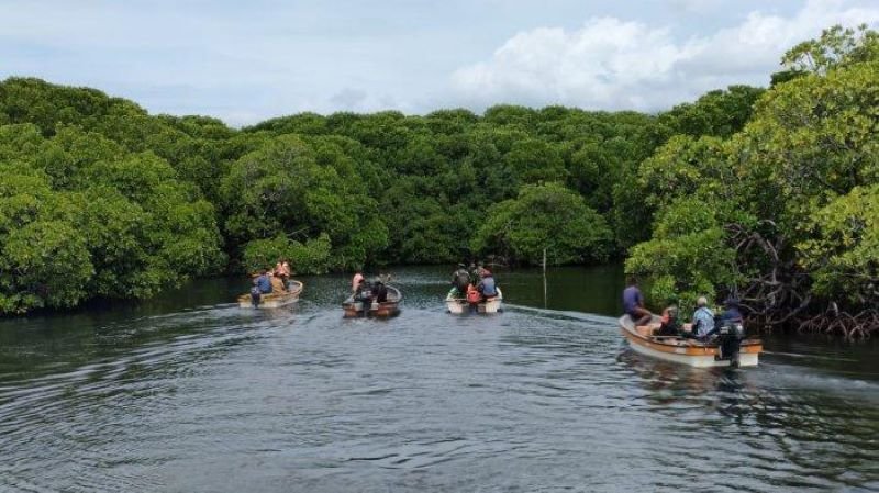Hutan Mangrove Kampung Tobati di Papua