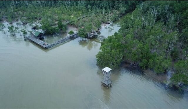 Hutan Mangrove Pendopo Teritip di Kalimantan