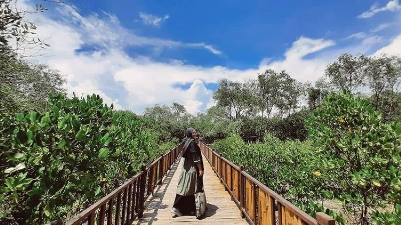 Daftar 10 Hutan Mangrove Di Pulau Jawa Untuk Wisata Kata Omed