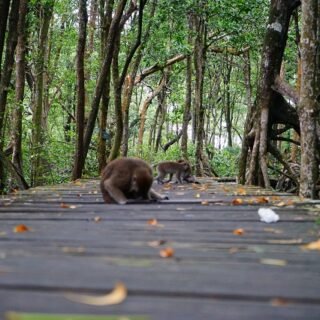 Konservasi Mangrove dan Bekantan Tarakan