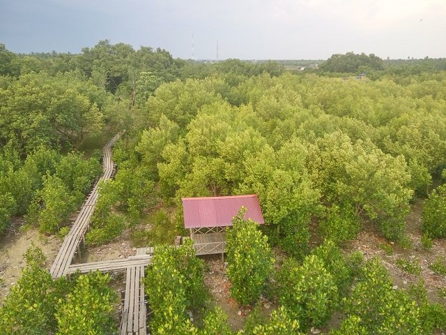 Mangrove Setapuk Besar