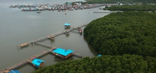Wisata mangrove libsangaj pohea