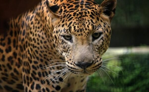 macan tutul jawa