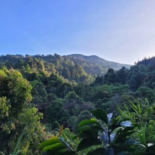 Keindahan Bukit Pinus Paseban Camp