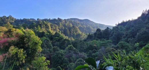 Keindahan Bukit Pinus Paseban Camp