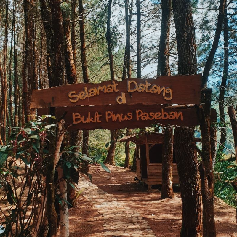 Tempat Camping Bukit Pinus Paseban - Photo by Twitter