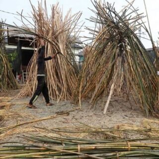 Daerah Penghasil Rotan di Indonesia - Photo by Okezone