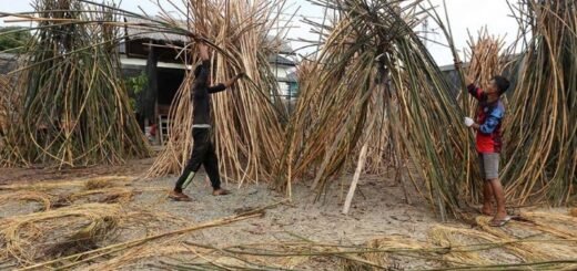 Daerah Penghasil Rotan di Indonesia - Photo by Okezone