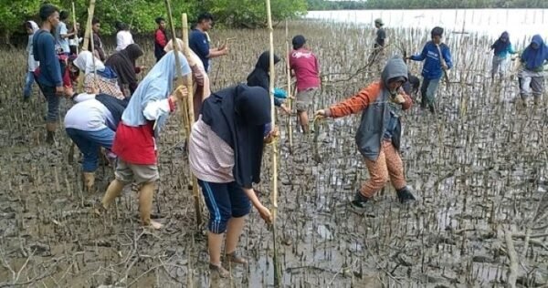 Kegiatan Mahasiswa UNMUL Jurusan Ilmu Kelautan Menanam Bibit Mangrove - Photo by kutaikartanegaranews