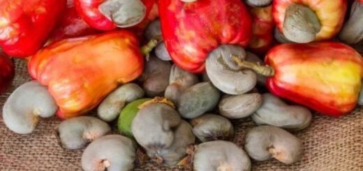 6 Daerah Penghasil Kacang Mete di Indonesia - Photo by Google