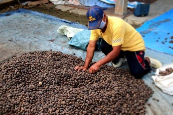 Daerah Penghasil Kacang Mete di Wonogiri Jawa Tengah - Photo by blorakab.co.id