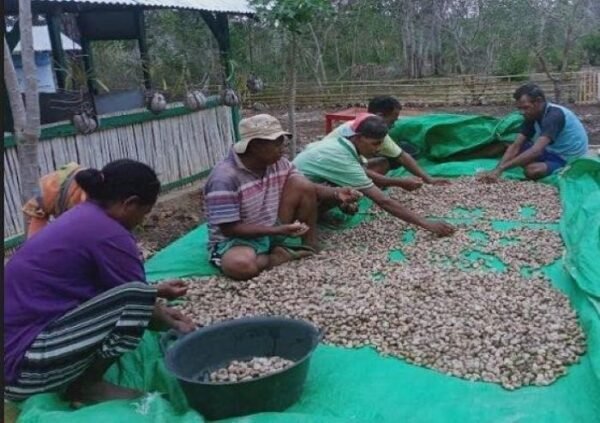 Petani Kacang Mete di Kupang NTT - Photo by Pos Kupang Tribunnews