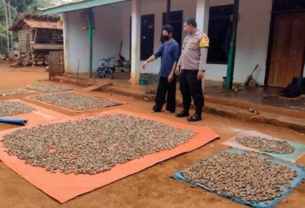 Petani Mete di Sampang Madura - Photo by Tribun Madura