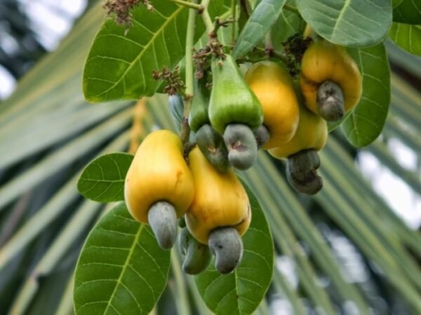 Pohon Jambu Mete di Perkebunan Maluku - Photo by Rakyat Maluku Site