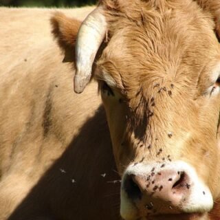 Cara Mengobati Gigitan Lalat Pikat - Photo by Google