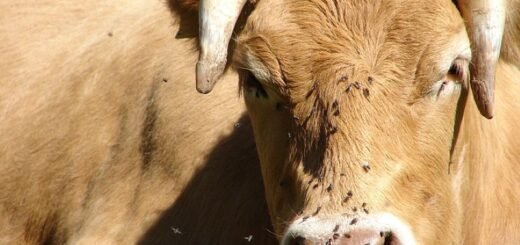 Cara Mengobati Gigitan Lalat Pikat - Photo by Google