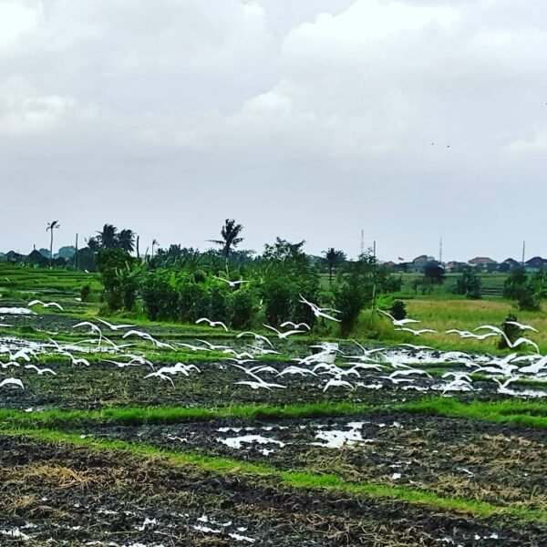 Desa Petulu Ubud