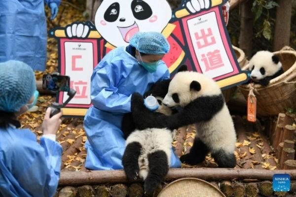 Chengdu Research Base of Giant Panda Breeding - Photo by China Daily