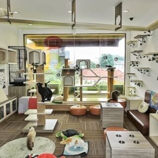 6 Cat Cafe di Jakarta Bagi Pecinta Kucing - Photo by Pinhome