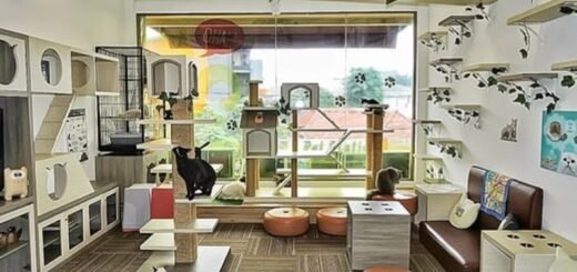 6 Cat Cafe di Jakarta Bagi Pecinta Kucing - Photo by Pinhome