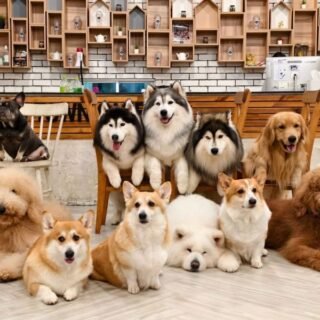 6 Pet Friendly Cafe di Surabaya Untuk Pecinta Anabul - Photo by Google