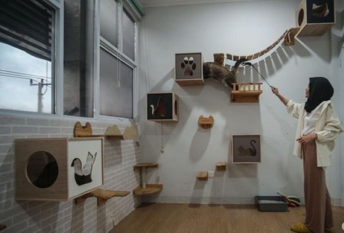 Bilik Kucing Cat Cafe - Photo by detikFinance