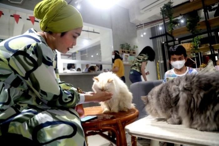 Calicoffice Cat Cafe - Photo by Google