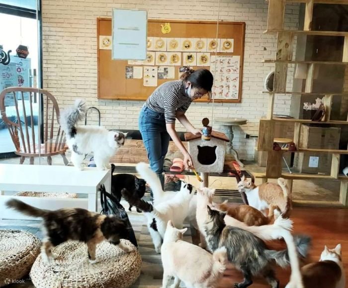 Cat Cafe di Jakarta Selatan Cat Cabin - Photo by Klook