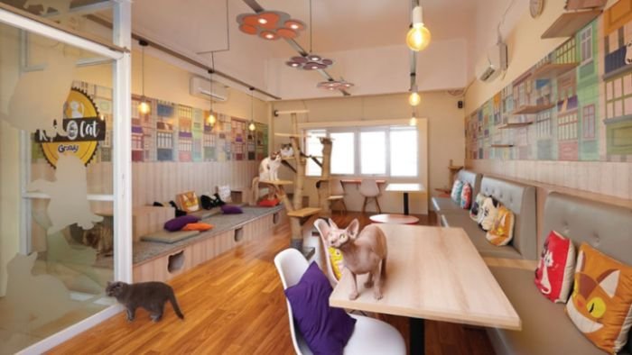 Kopi Cat Cafe by Groovy - Photo by Pinusi